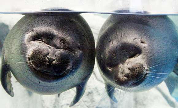 It is meal time for Baikal seals!