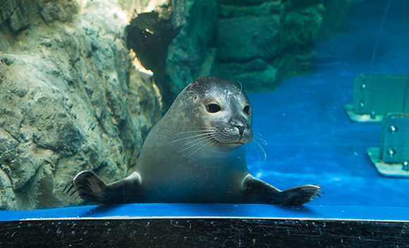 True Seal Ecology Presentation