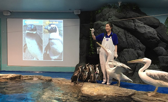 Penguin & Pelican Ecology Presentation
