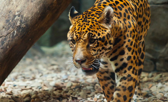 Jaguar Ecology Presentation