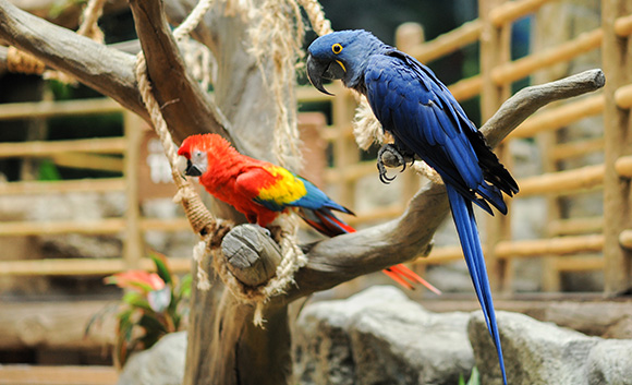 Parrot Ecology Presentation