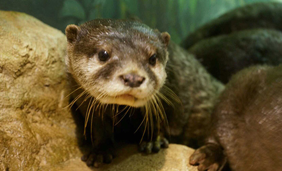 Ecology of the Running Otter