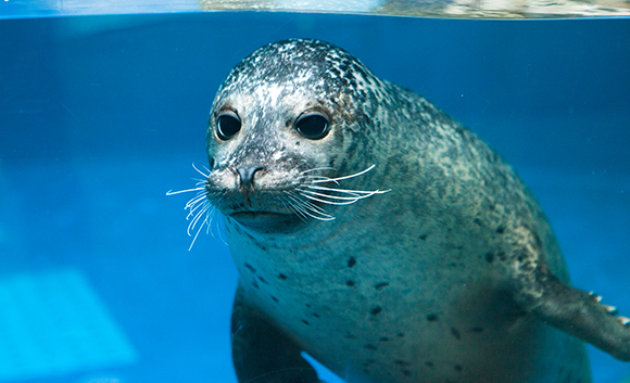 Adorable Harbor Seals